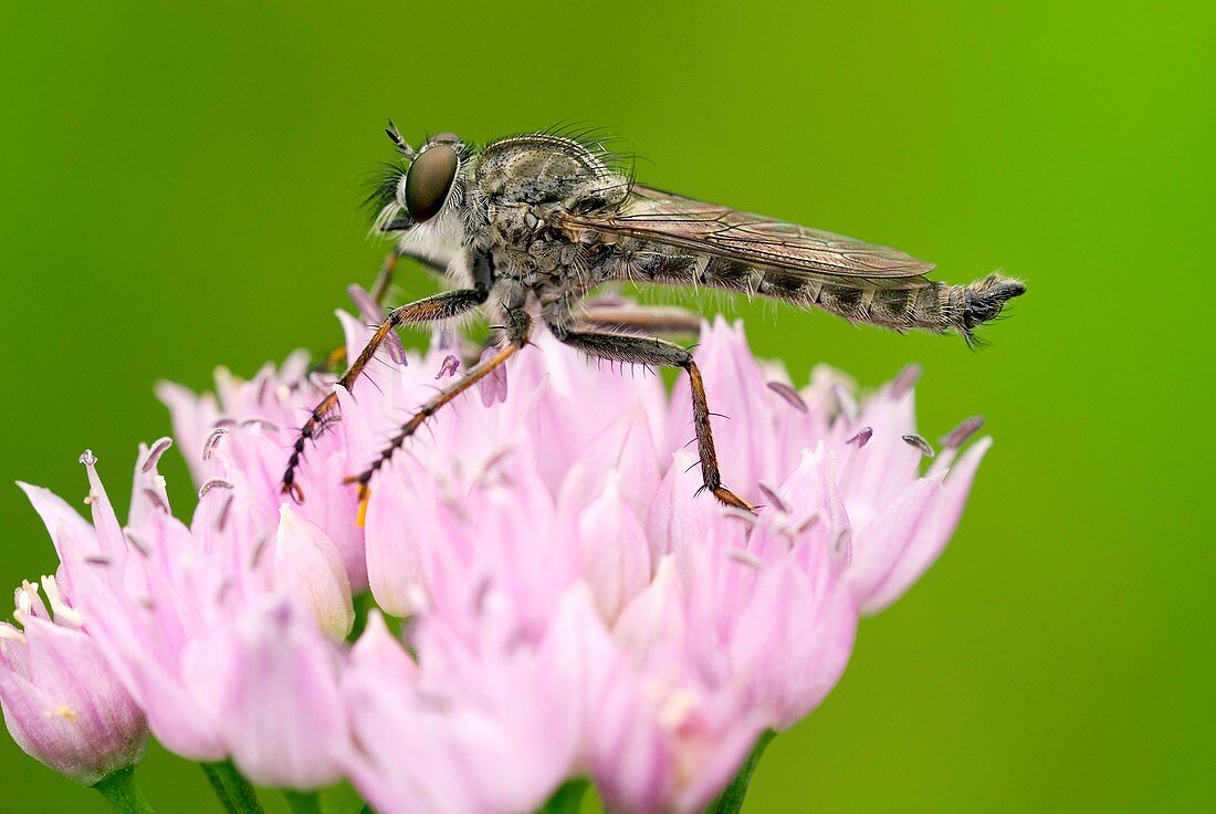 Robber fly on a flower