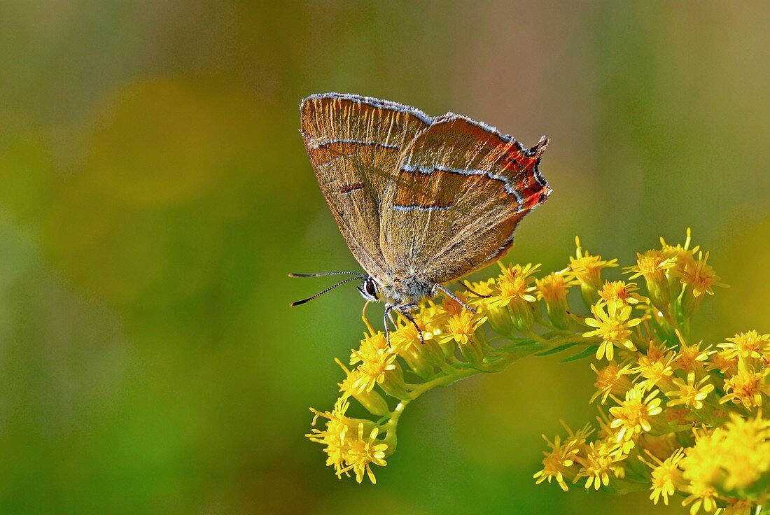 Brown hairstreak butterfly