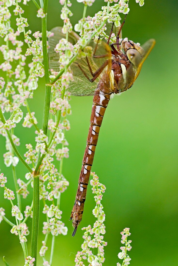 Brown hawker dragonfly on dock flowers
