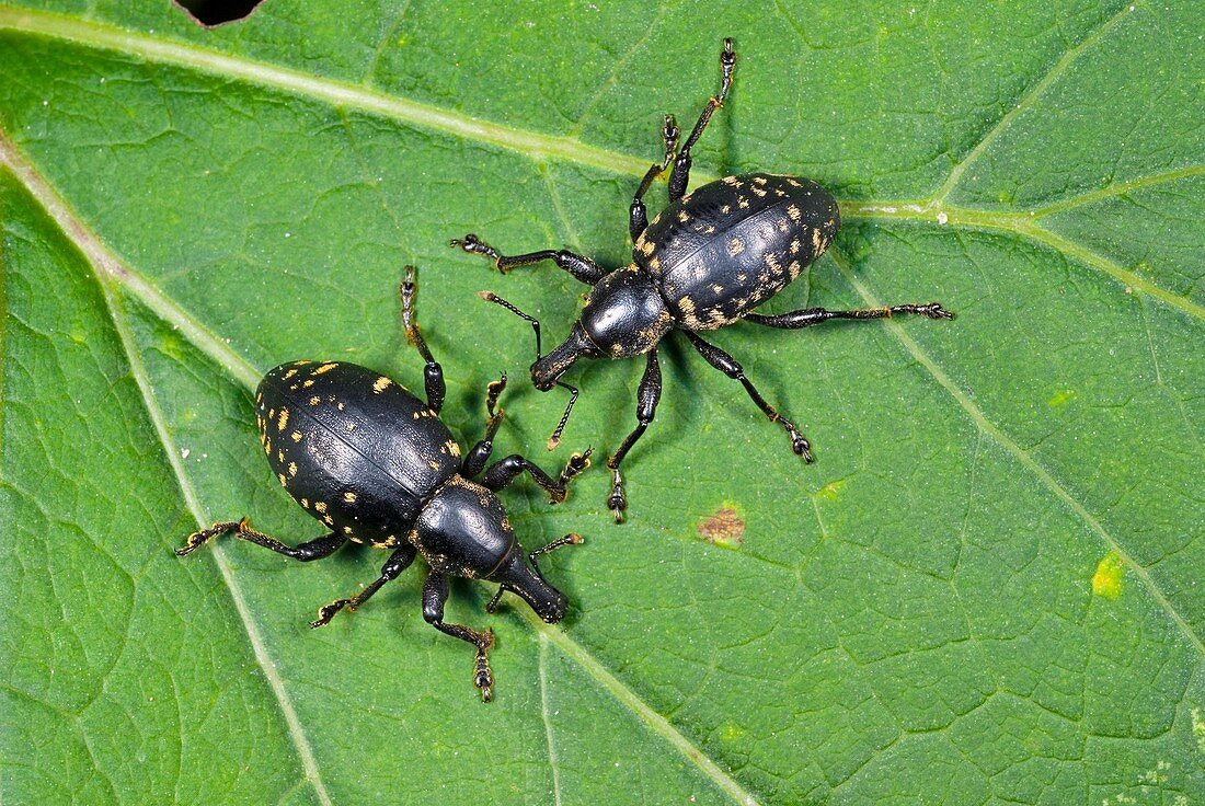 Weevils on a leaf