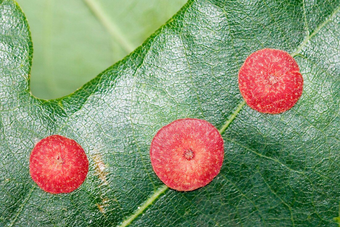 Common spangle galls on a leaf