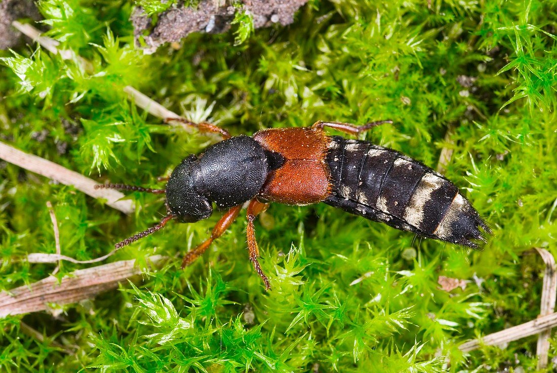Rove beetle on moss