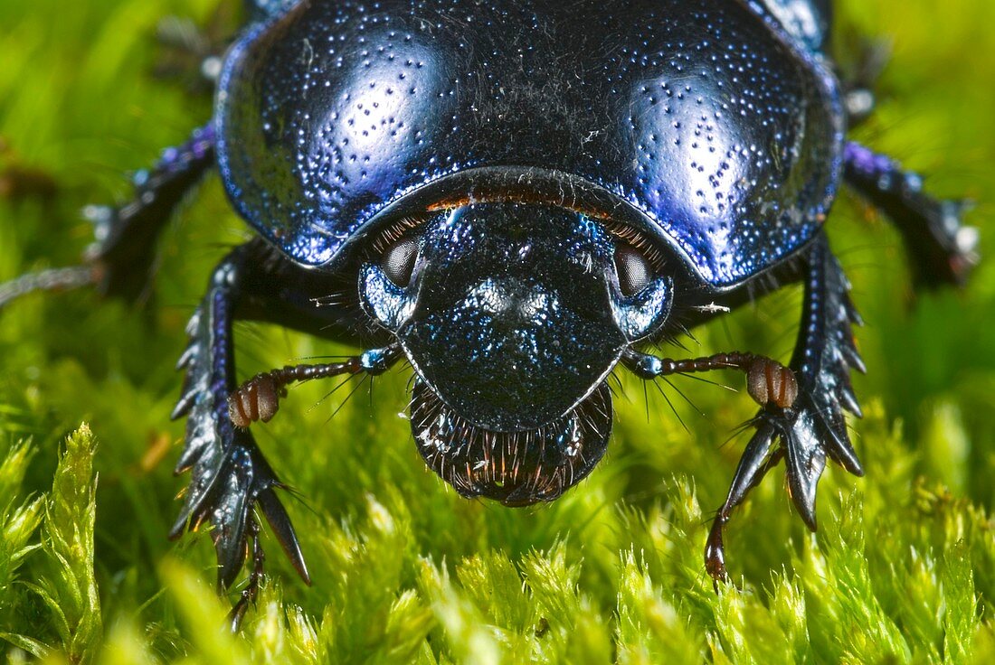 Dung beetle