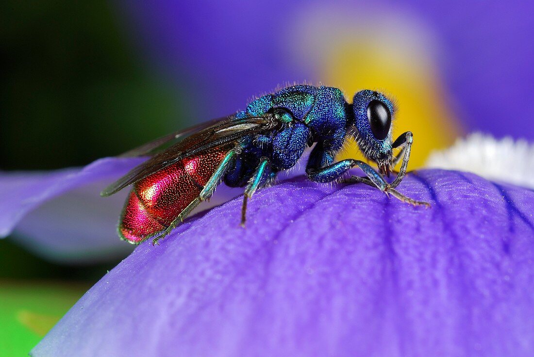 Cuckoo wasp