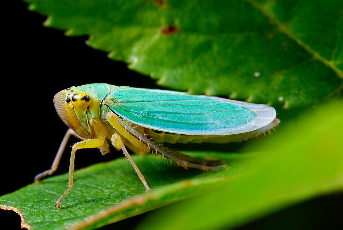 Green leafhopper