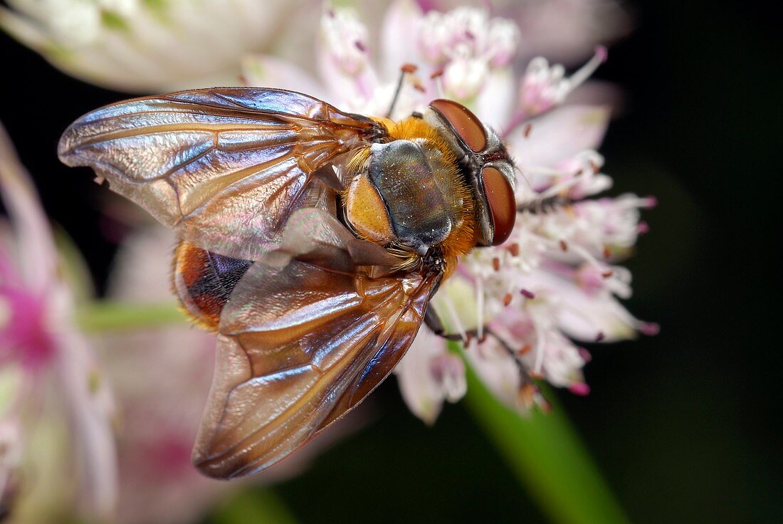 Tachinid fly