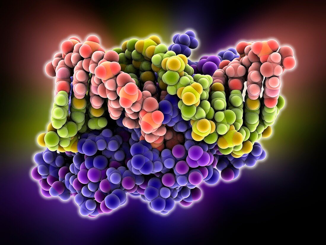 Oestrogen related receptor-DNA complex