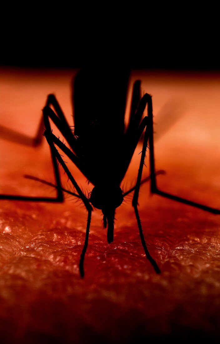 Mosquito biting a human