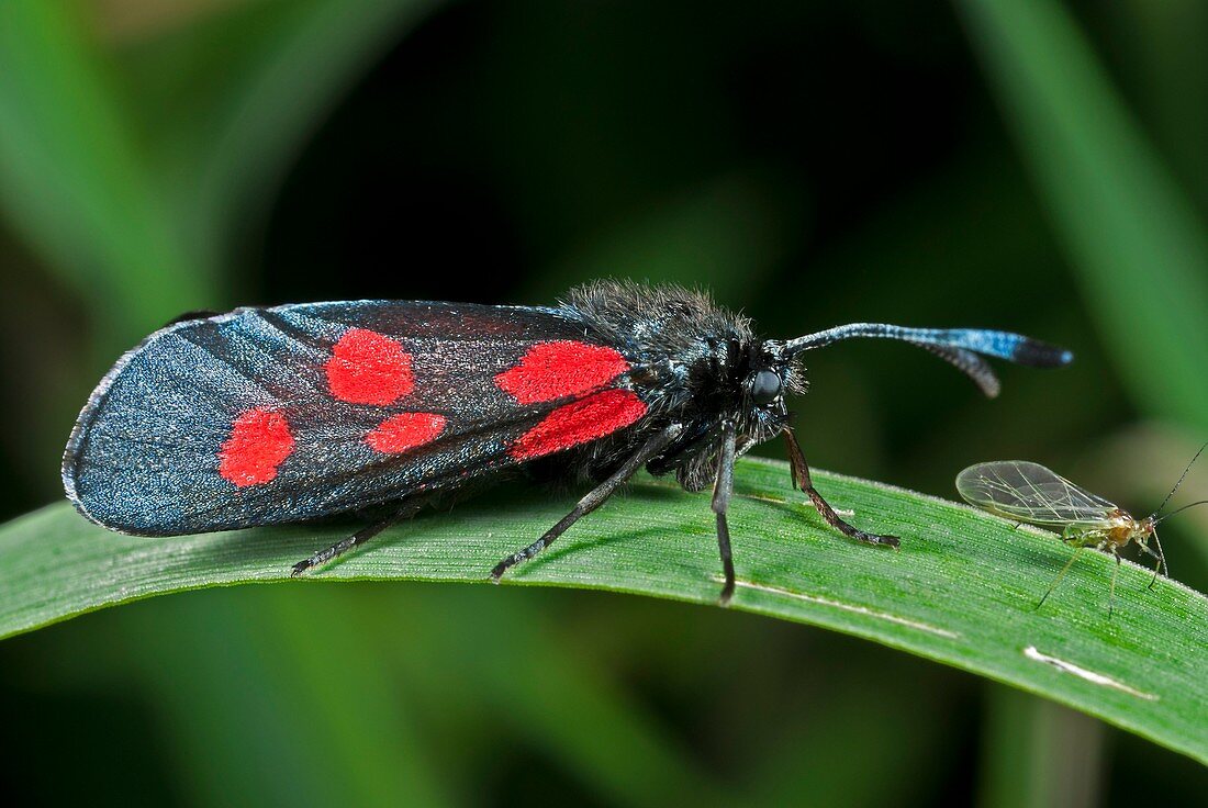 New Forest burnet moth