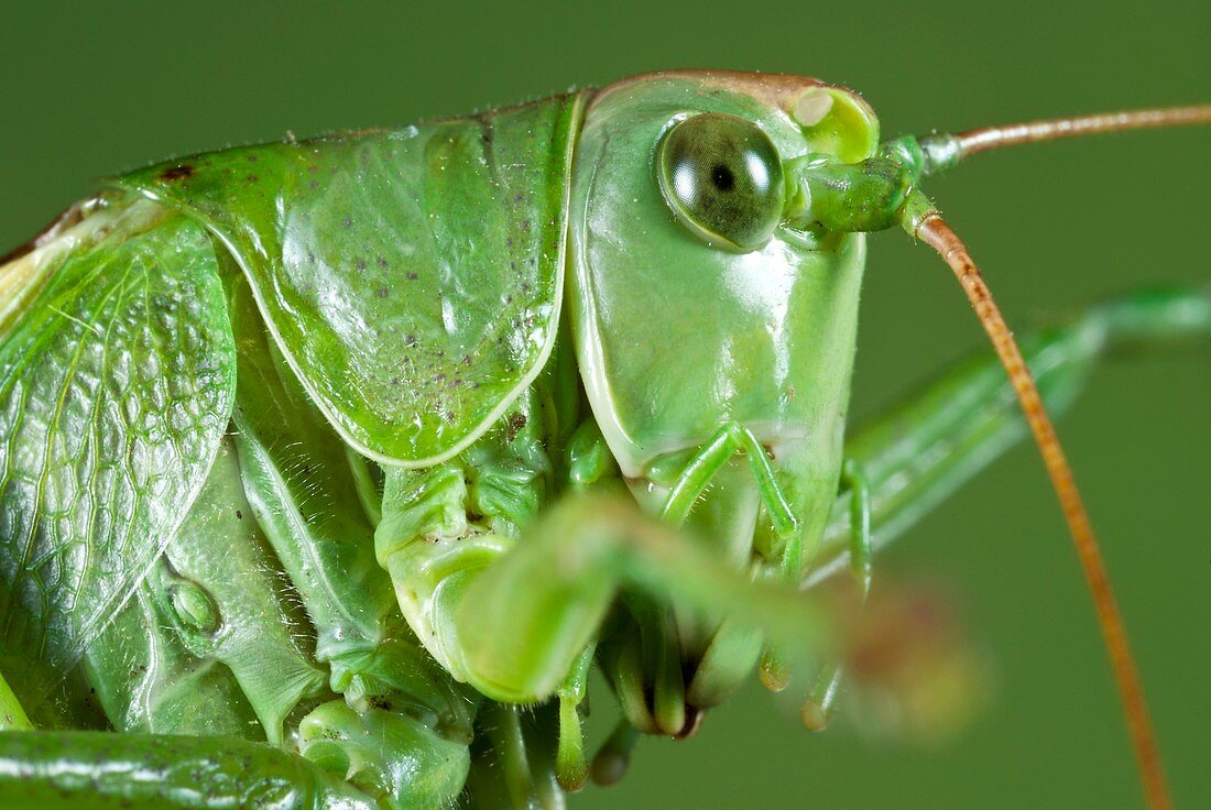 Small green bush cricket