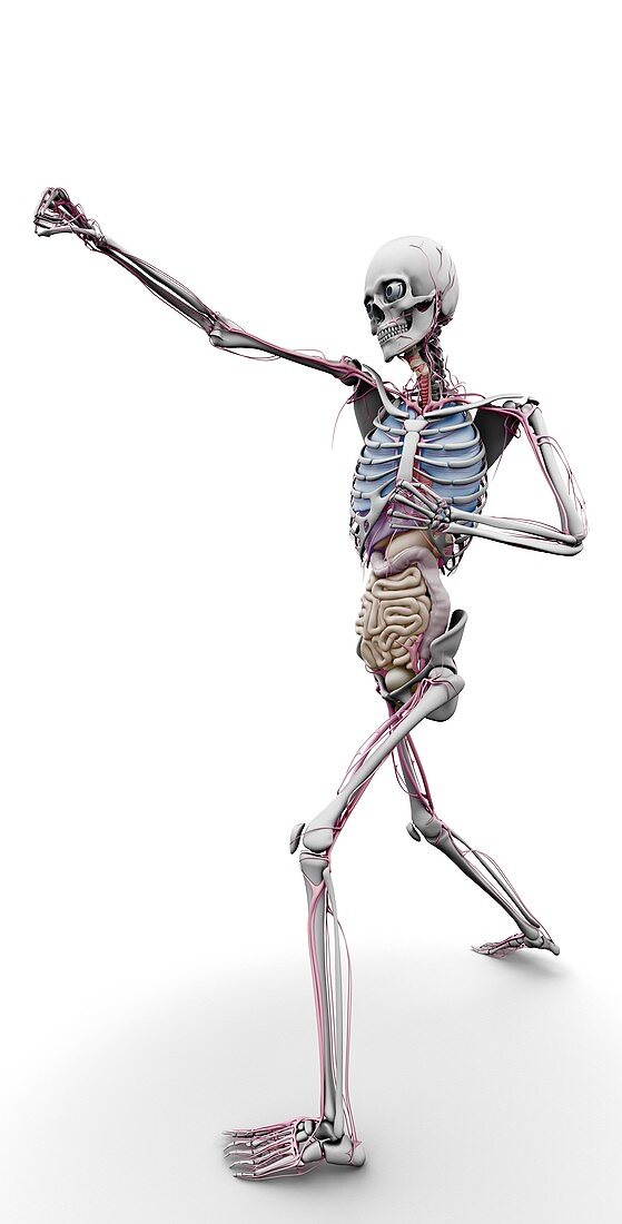 Male skeleton and organs,artwork