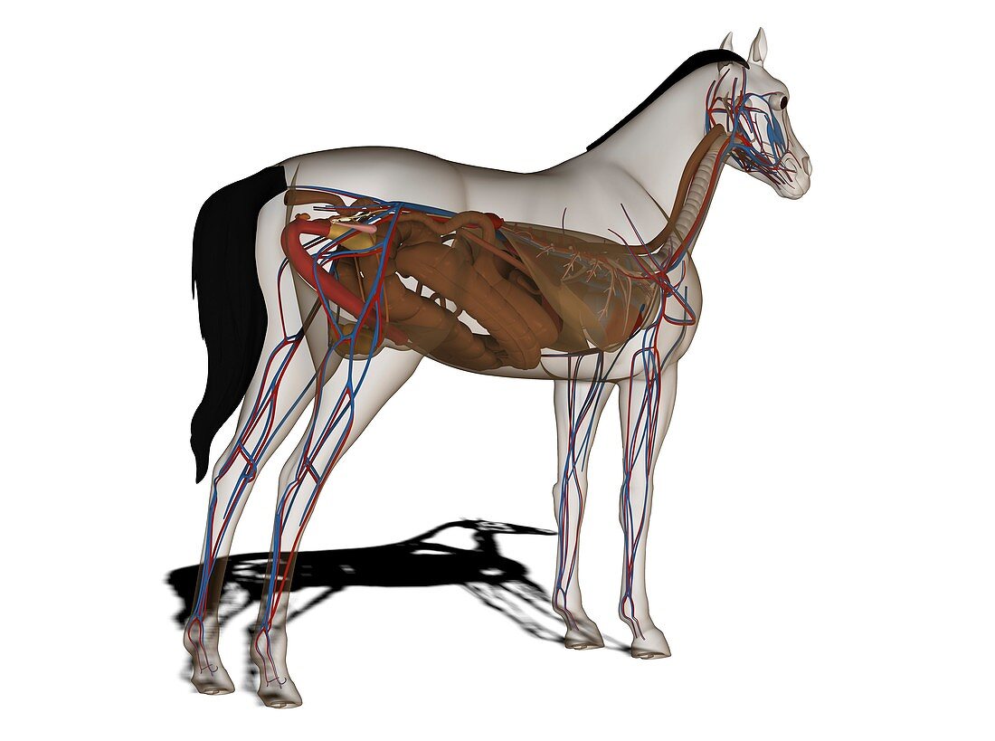 Horse anatomy,artwork