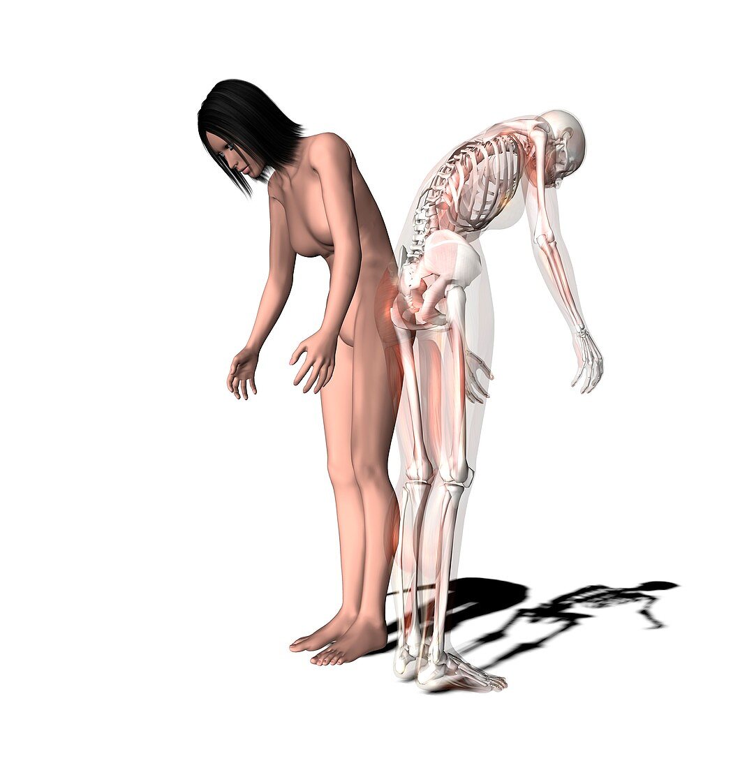 Woman lifting,anatomical artwork