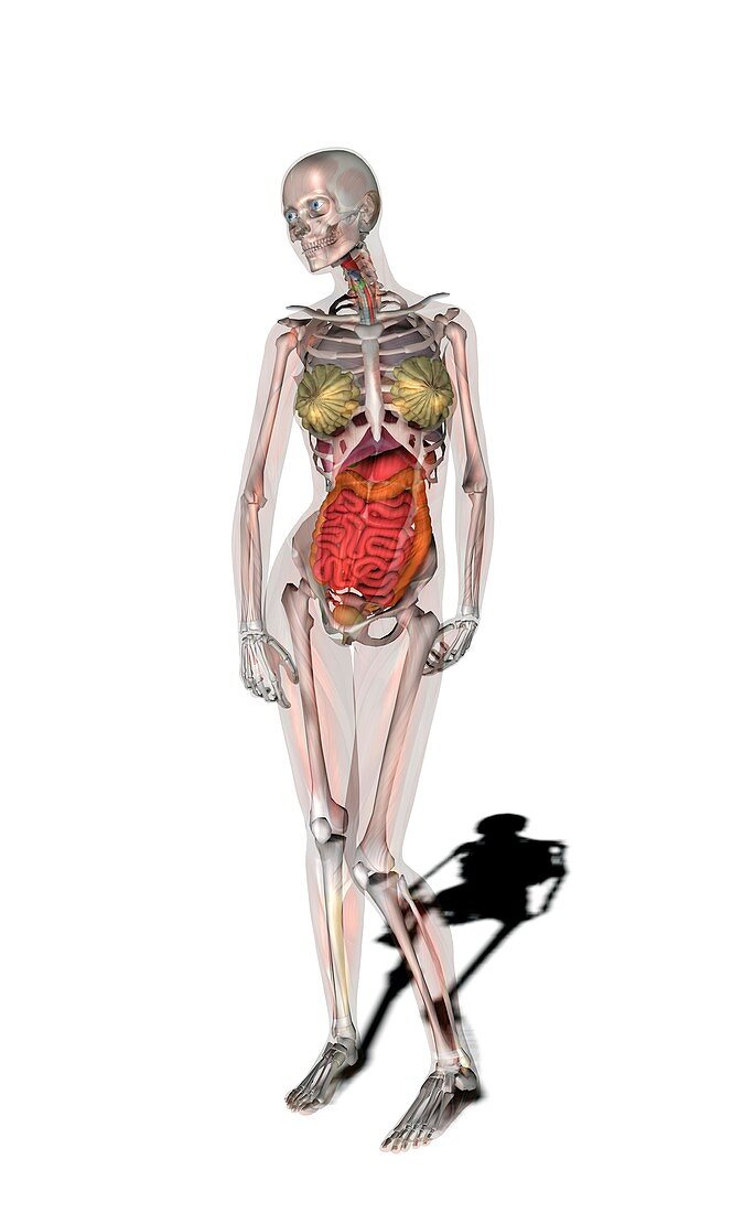 Female anatomy,artwork