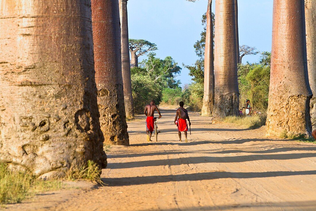 Avenue of the Baobabs,Madagascar