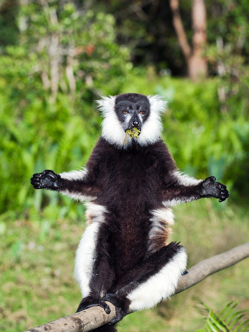 Black ruffed lemur