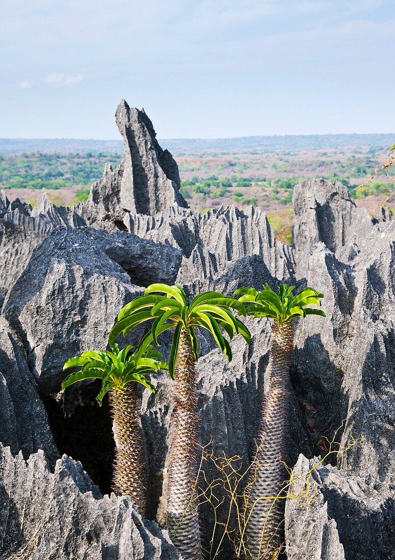 Tsingy de Bemaraha,Madagascar