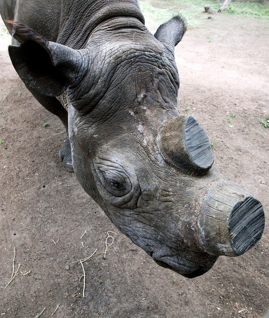 Rhinoceros conservation