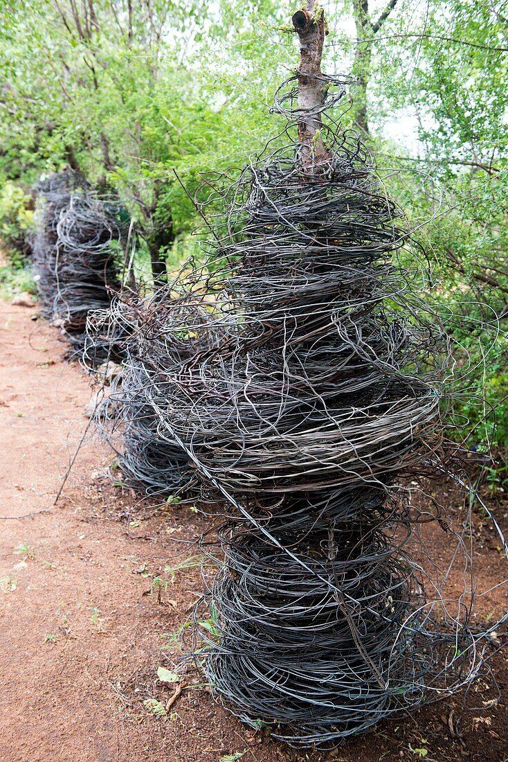 Wire snares for poaching,South Africa