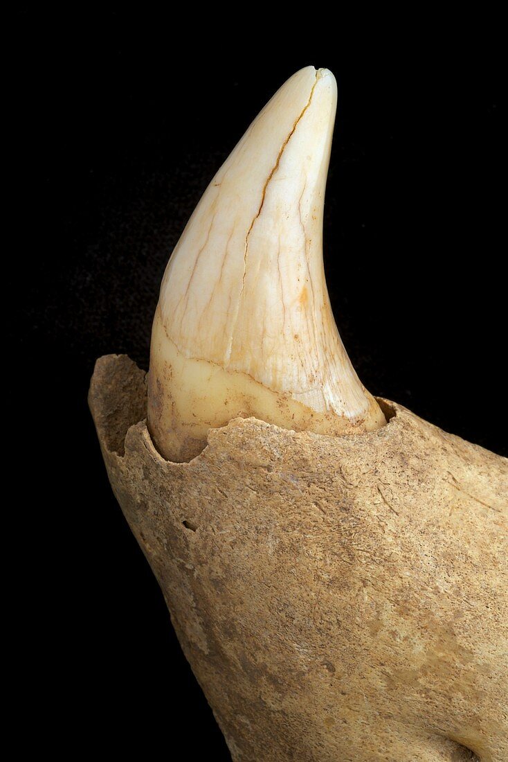 Cave Bear canine tooth