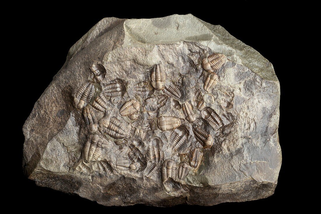 Nodule containing trilobite fossils