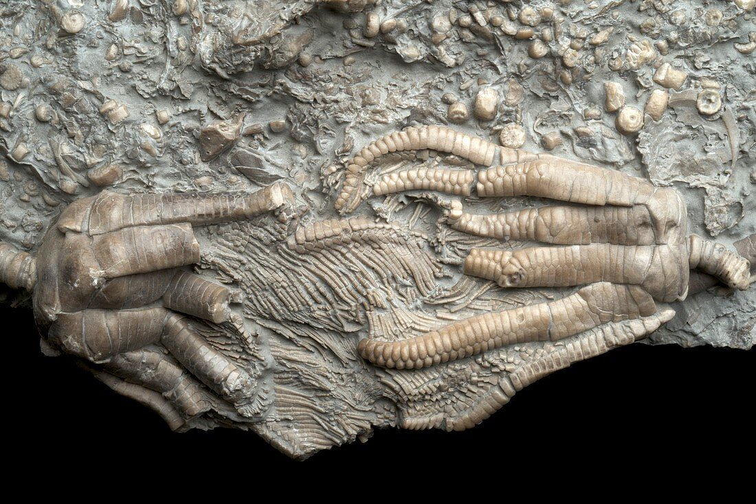 Triassic Crinoids