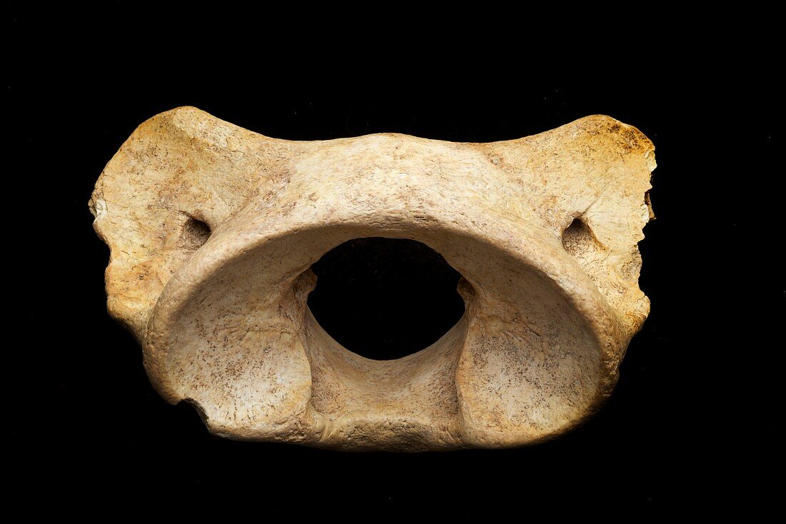 Cave Bear vertebra