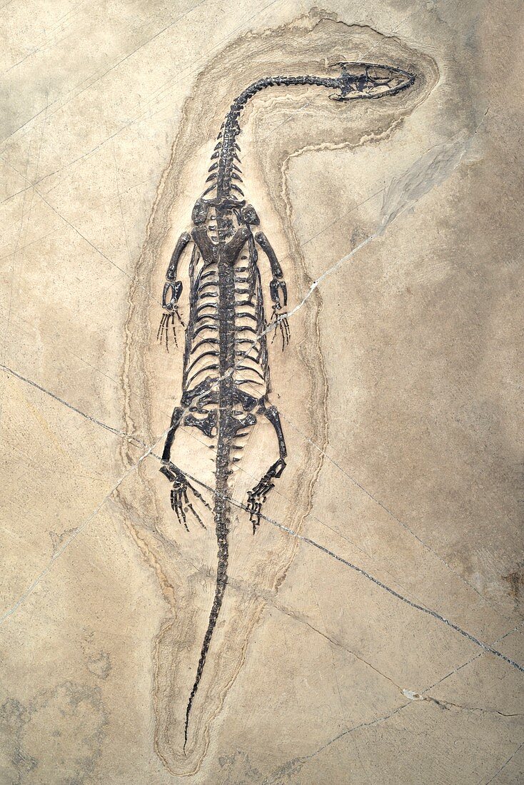 Triassic Aquatic Reptile