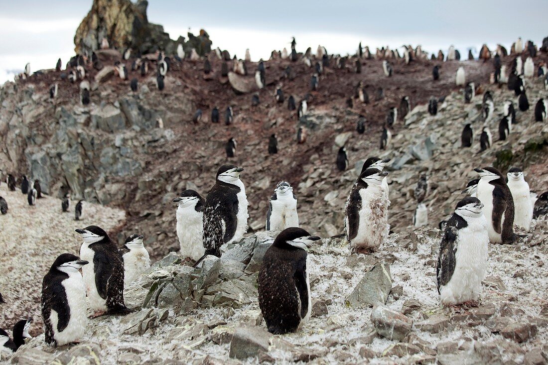 Chinstrap penguin colony