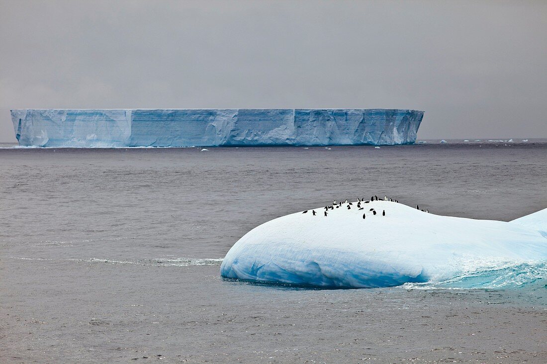 Chinstrap penguins on an iceberg