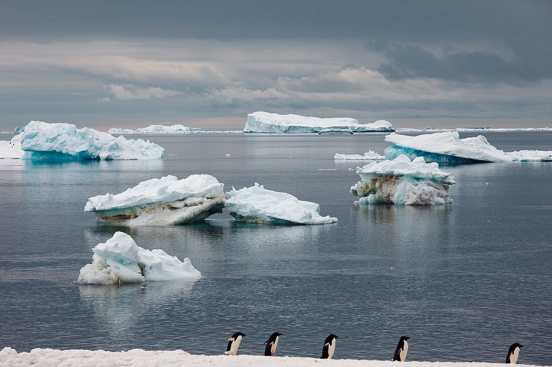 Adelie penguins and icebergs