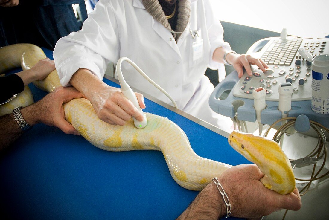 Python cardiology examination