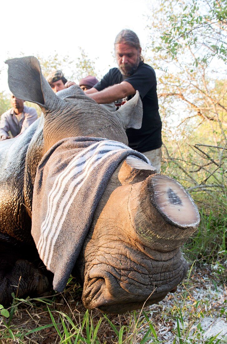 Dehorned white rhinoceros