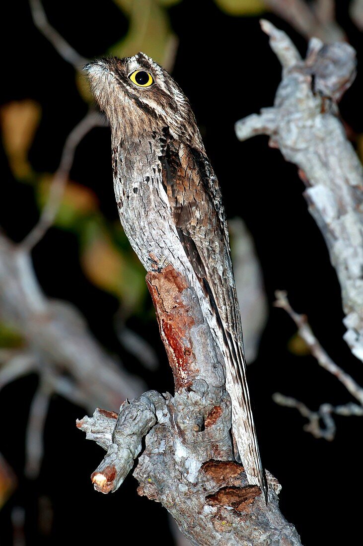 Common potoo in a tree at night