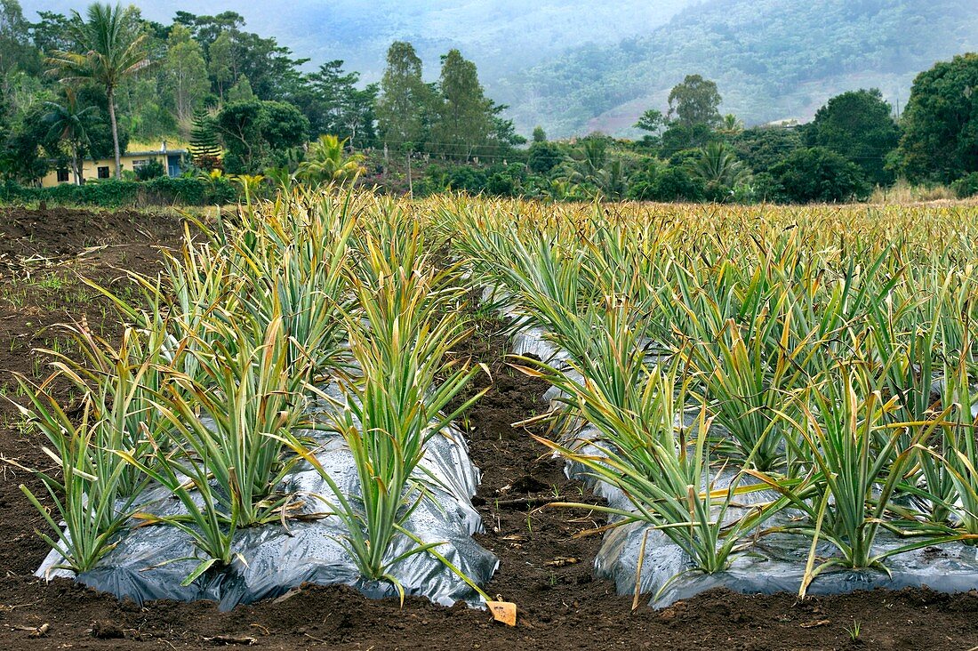 Pineapple farm,Mauritius