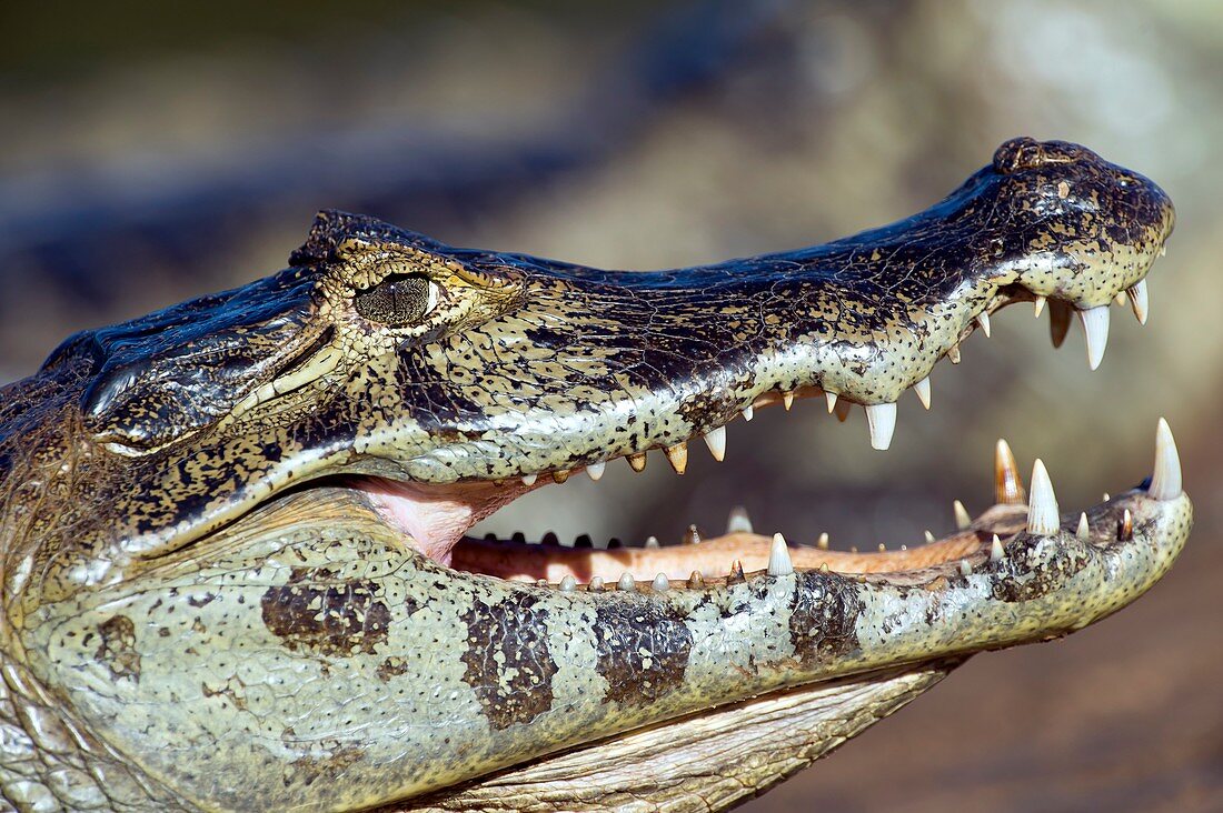 Spectacled caiman head