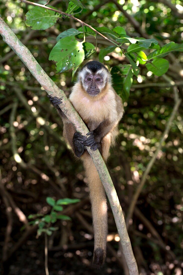 Brown capuchin monkey in a tree