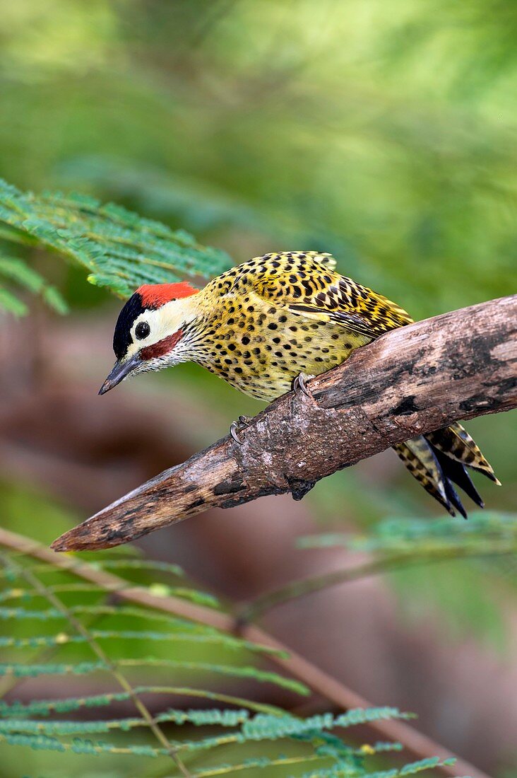 Green-barred woodpecker on a branch