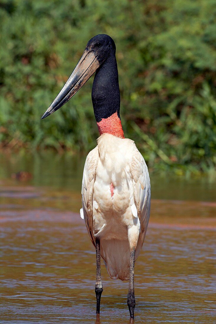 Jabiru stork wading