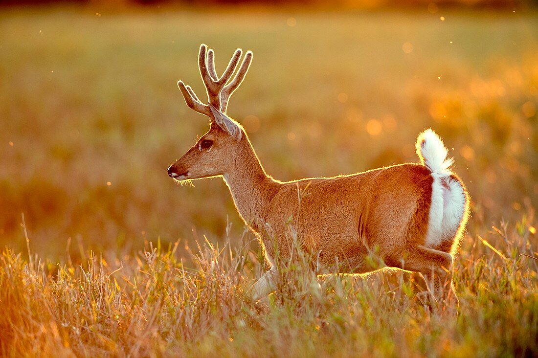Pampas deer in a meadow