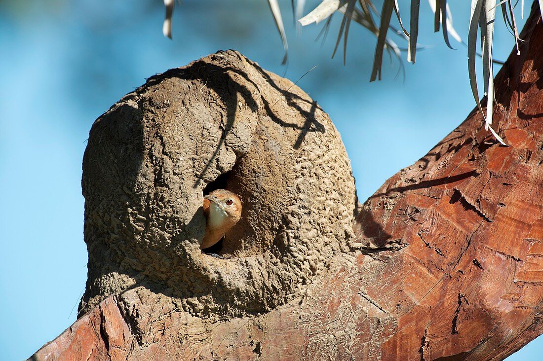 Rufous hornero in its nest