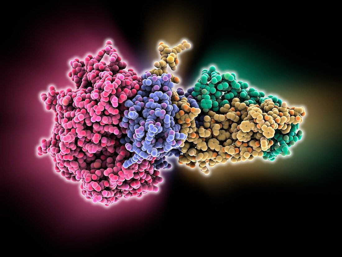 Succinate dehydrogenase enzyme