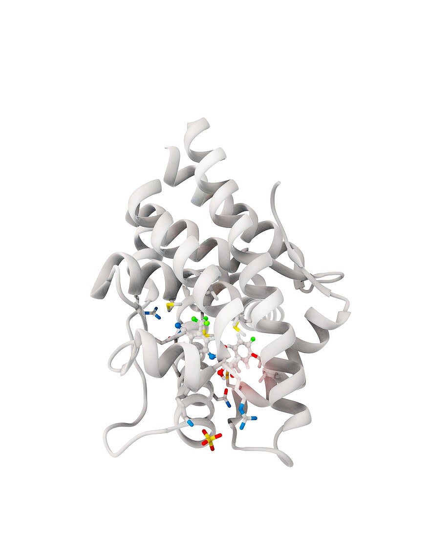 Bicalutamide drug binding to receptor