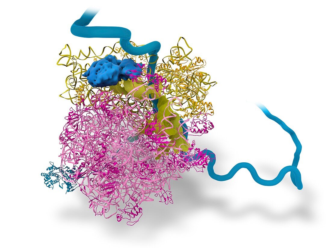 Bacterial ribosome and protein synthesis