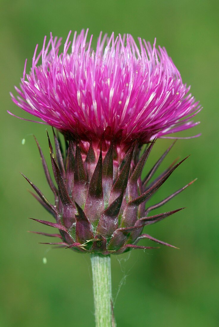 Carduus micropterus subsp. micropterus