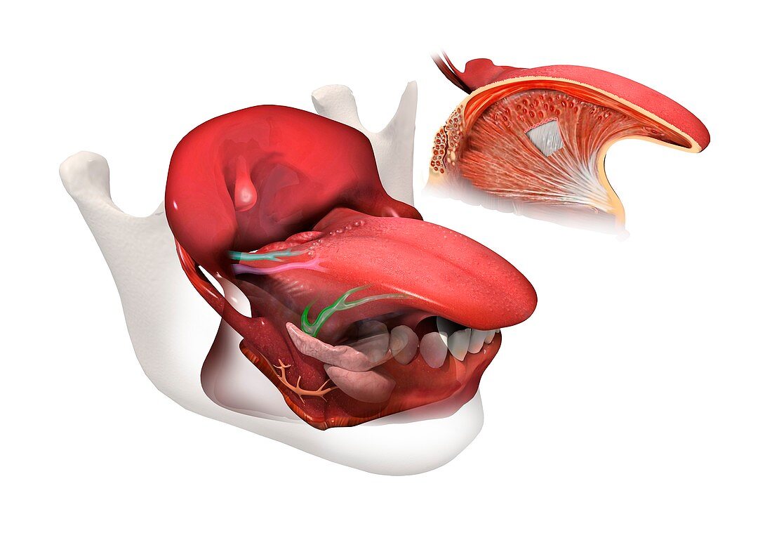 Tongue anatomy,artwork