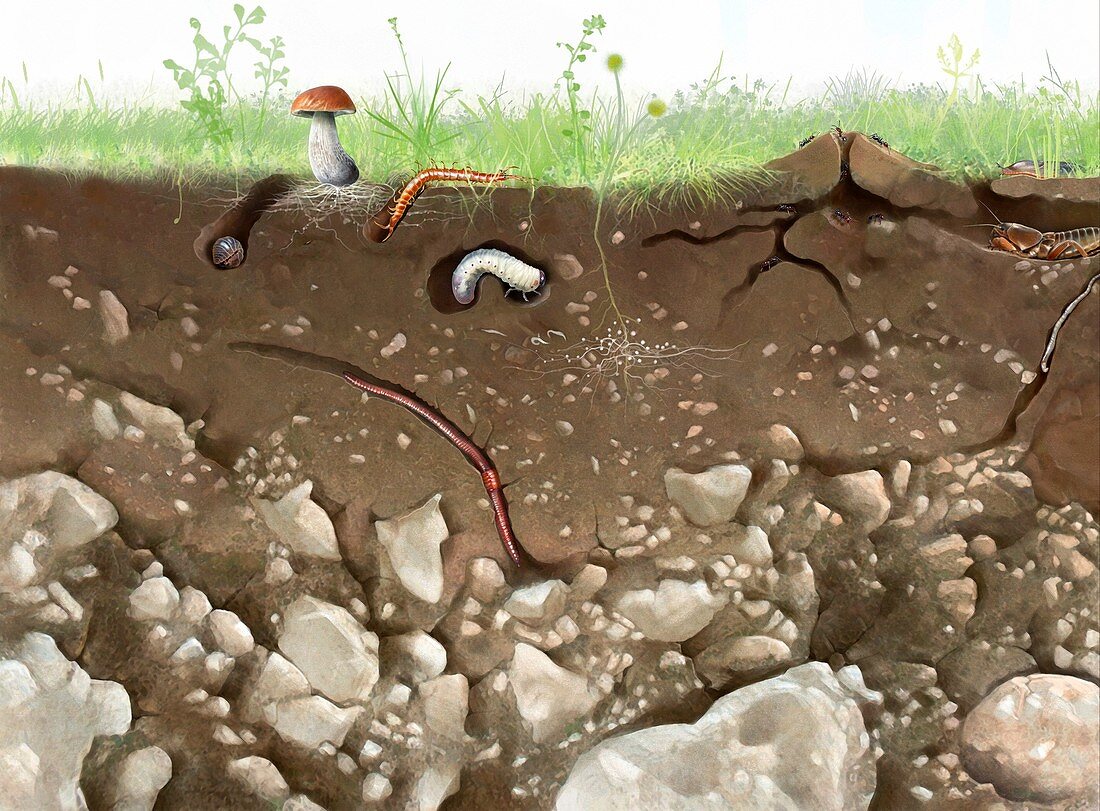 Soil structure and fauna,artwork