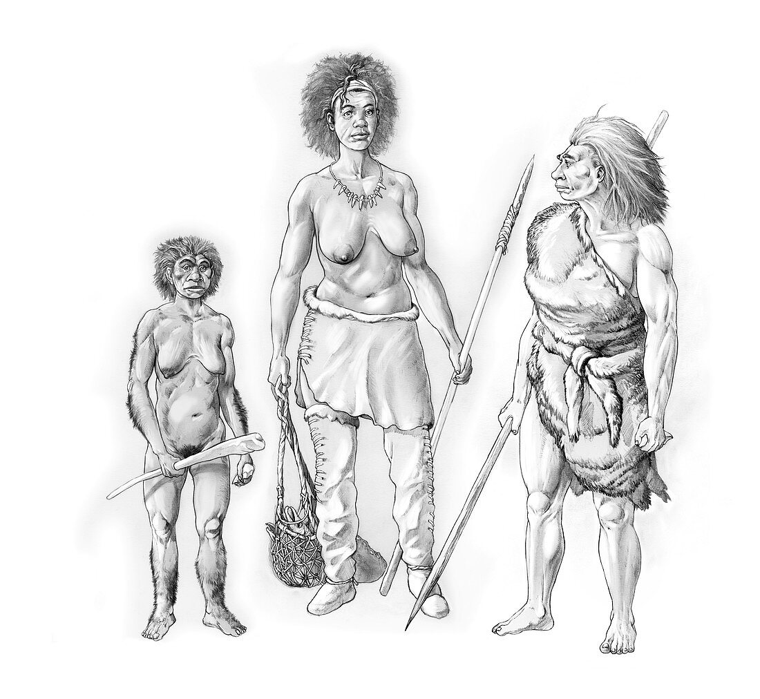 Prehistoric hominin females,artwork