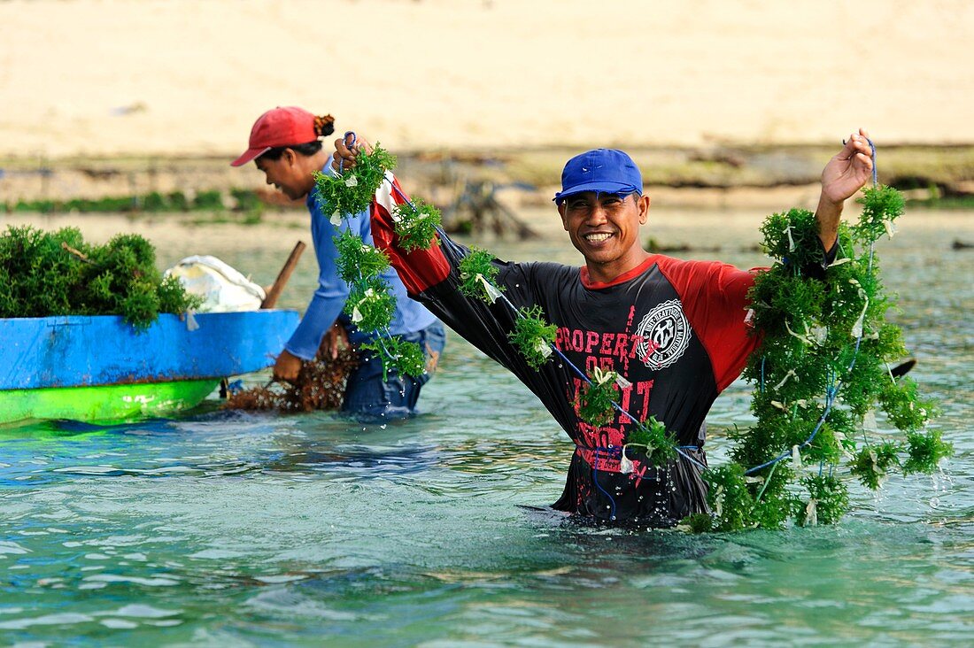 Seaweed farming,Bali