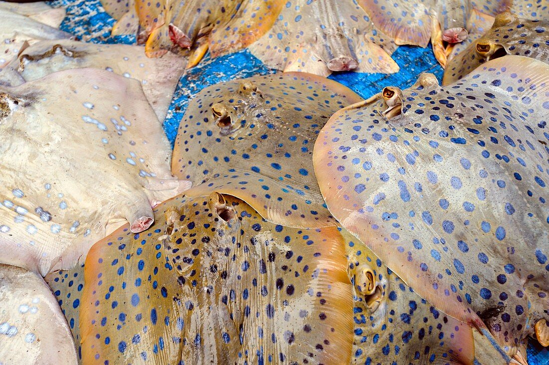 Fish market,Indonesia